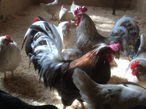 från annas telefon 1240