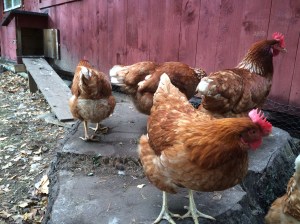 Nya invånare hösten 2015