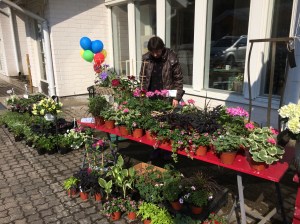 Sussi från Solhyddan hade fina perenner och sommarblommor.